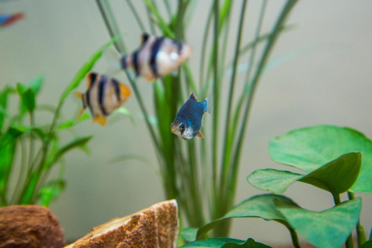 B&B Aquarium San Benedetto del Tronto Exteriör bild