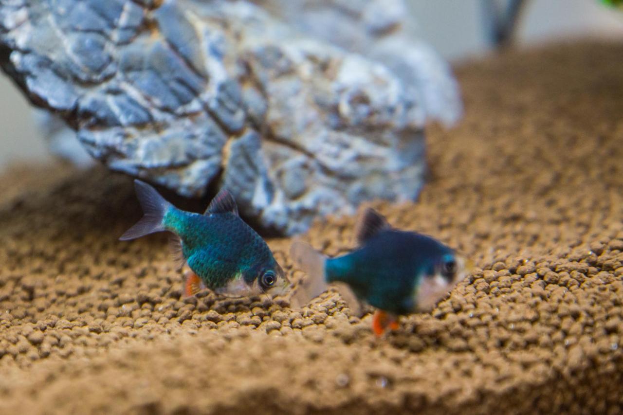 B&B Aquarium San Benedetto del Tronto Exteriör bild